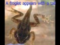 Frog Life Cycle Part 1