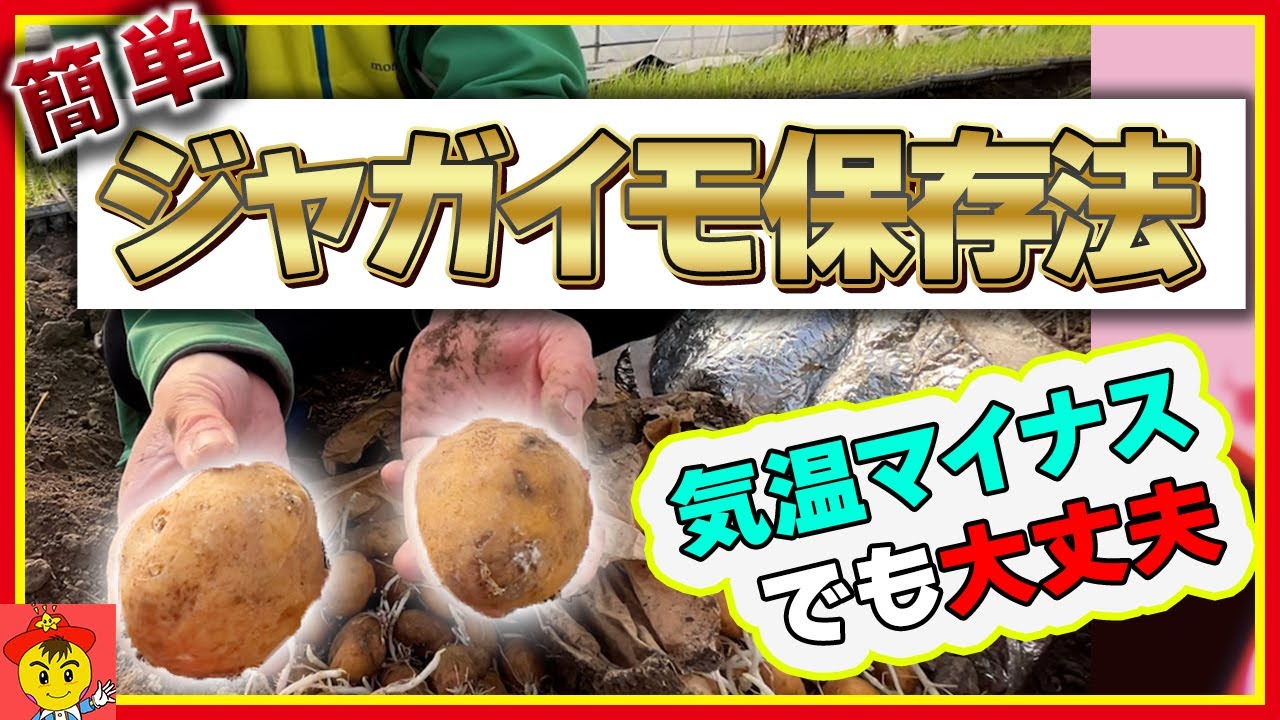 ジャガイモ土中保存と種芋選び