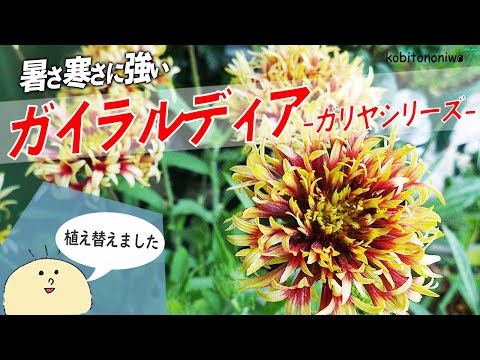 園芸 一年生のガイラルディア、ペイントされたガイラルディア