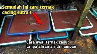 Download lagu Tutorial mudah cara ternak cacing sutra di nampan tanpa aliran air dan penjelasannya mp3