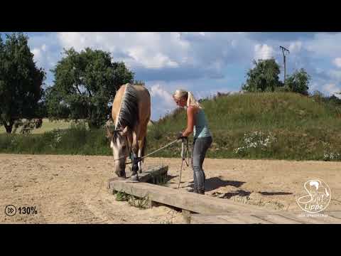 MUSTANG MAKEOVER 2018 Team Sina (TAG 4243) - Update 6