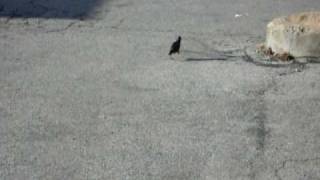 Starlings on Natural Bridge