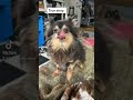 I Ll Fuck You Up If You Re Mean To Dogs Dontbemean Cutedogs