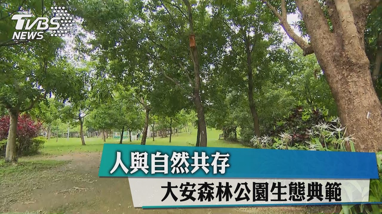 人與自然共存 大安森林公園生態典範