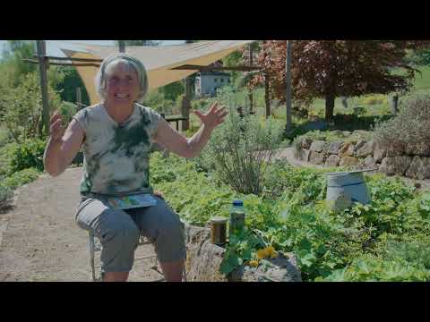 LEBER STÄRKEN mit Bitterstoffen & Kräutern | Mini Kräuterkunde mit Ruth Pfennighaus