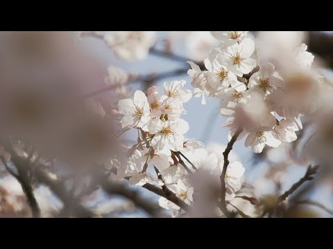 【佐賀県唐津市の風景：4K映像】市内の桜 [鏡山、遠見番所公園（肥前町納所）、七山市民センター前（七山滝川）]（令和3年3月25日撮影）