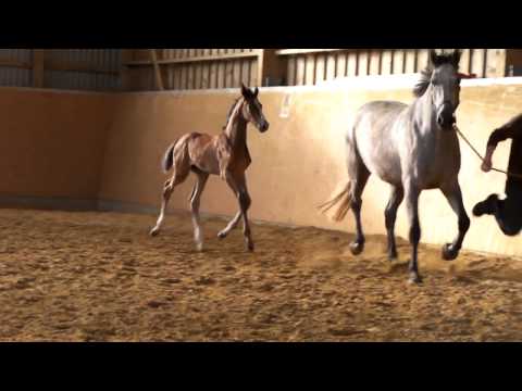 Legolas x Quidam de Revel