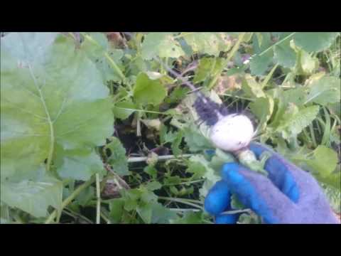 Turnip - end of cultivation | Turnip cultivation 2016
