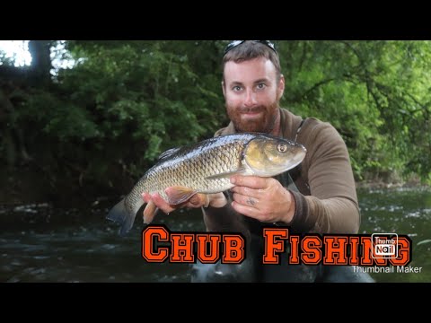 Chub Fishing, rolling meat