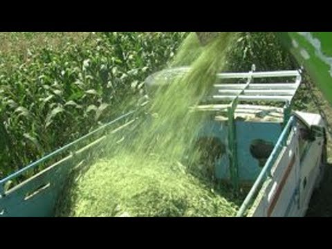 Silage from maize (Summary)