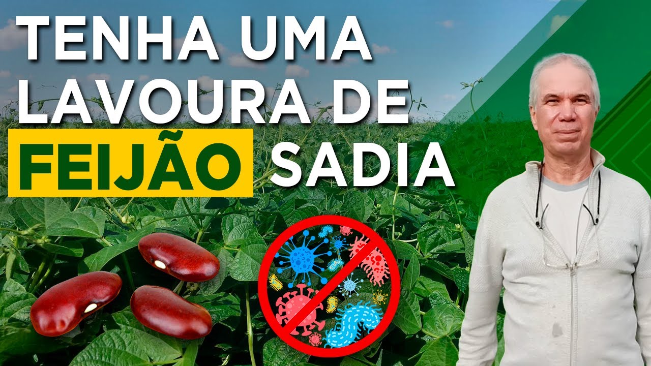 omo Proteger a Lavoura de Feijão Contra as Principais Doenças