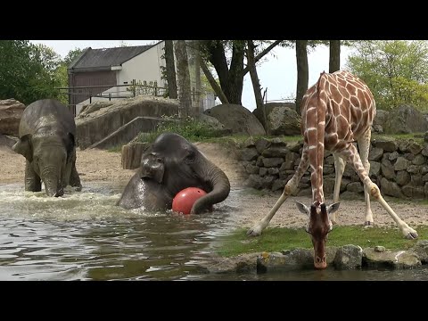 ARTIS – Zoo von Amsterdam