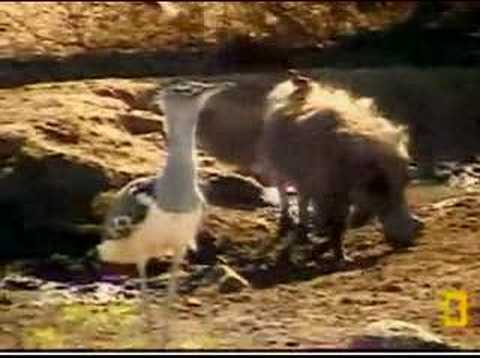 Pete's Pond, kori & the itchy warthog