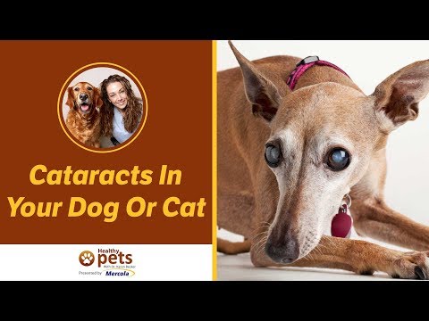 Cataracts In Your Dog Or Cat