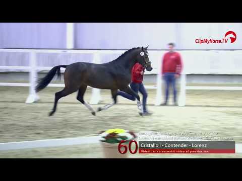 60 Junghengst v. Cristallo I - Contender