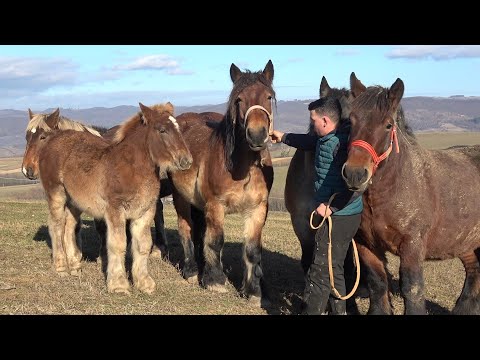 Caii lui Beni de la Valea Mare de Cris, Bihor - 2025 Nou!!!