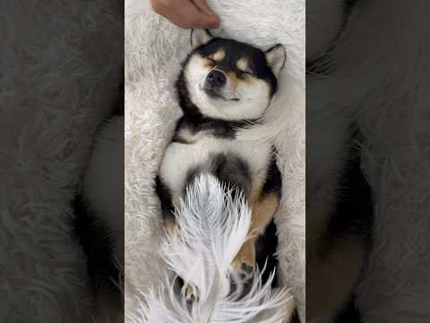 ASMR | Manyu Spa | Dual Version | Super Healing and Sleep Aid