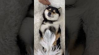 是曼玉不是鳗鱼 Littlemanyu