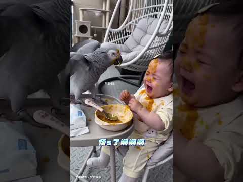 灰灰現在這麼脾氣這麼暴躁！ #灰鸚鵡 #寶寶 #萌寵出道計劃 #萌娃 #人類幼崽