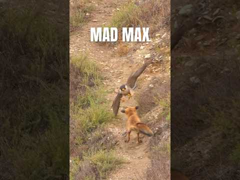 Peregrine Falcon knocks out a red fox in a epic wildlife moment #peregrinefalcon #birdsofprey
