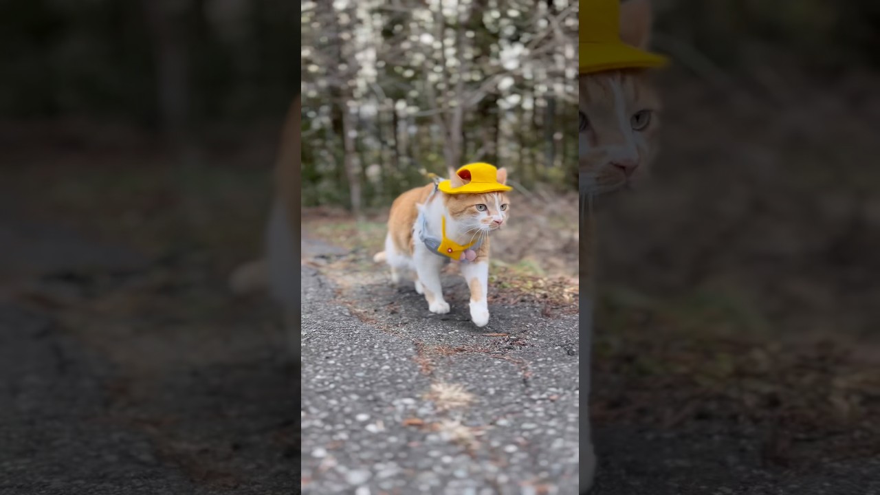 もんちゃんのお散歩シーン🐈