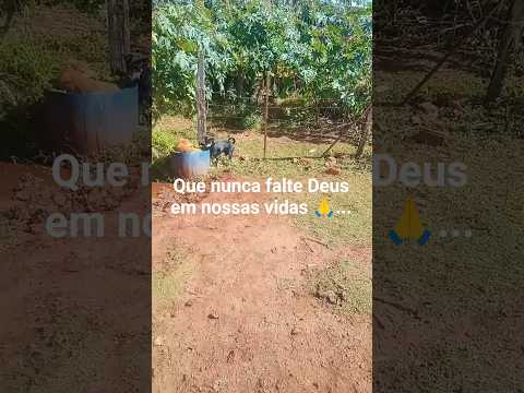 Centenário do Sul Paraná 🇧🇷 SER FELIZ #deusejesusnaminhavida #interior #doguinho #fé