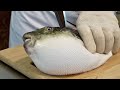 Amazing Process of Removing Blowfish Poison and Making Sashimi. Korean Pufferfish Masterchef