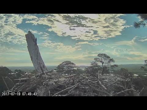 Savannah Ospreys Fixed Cam