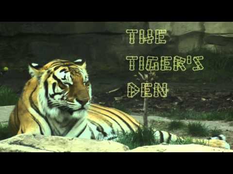 April 21st Trade What You See with Larry Pesavento on TFNN - 2016