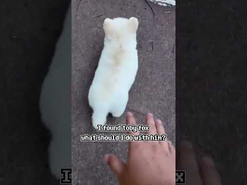 I found toby fox, what should I do with him?