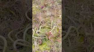 My Time In Bethel Alaska