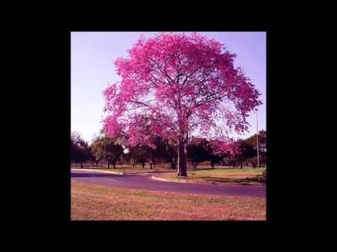 Casebre & Castilho   HERANÇA DA VIDAº   cateretê Dito Mineiro   Nhô Zé R G E   10378 A