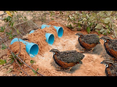 Awesome Quick Bird Trap Using Deep Hole With PVC - Easy Best Bird Traps Work 100%