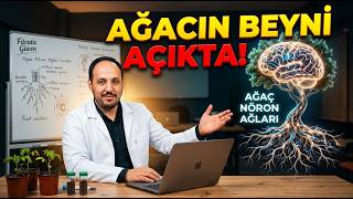 İlaç Atmayı Bırakın, Kök Boğazına Bakın! Dedelerimizin Bel Seviyesi Aşı Yöntemi