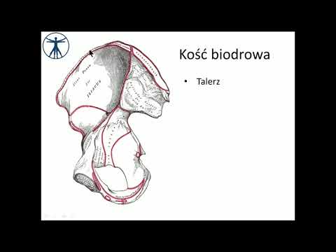 Sergey Kiselev kulturystyka Rozporządzenie mięśni brzucha