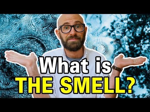 Do You Like the Smell of Rain? This Is Why