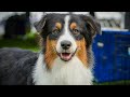 cornell richard p. riney canine health center 2023 wine country circuit dog show recap