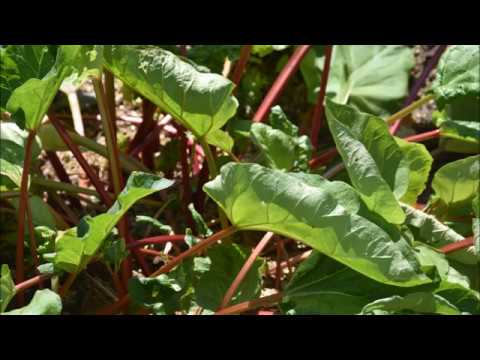 Rhubarb/Rabarbar-vegetable and ornament/warzywo i ozdoba[ENG SUB]