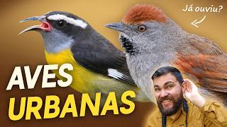 Uma AVE URBANA que você provavelmente já OUVIU! #OrnitólogoResponde