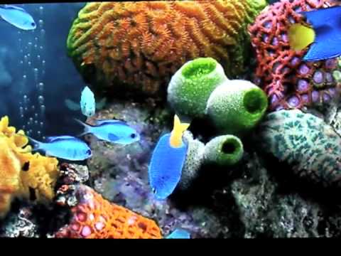 my reef 3d aquarium iphone