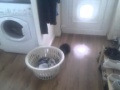 Cat Fight With The Washing Machine
