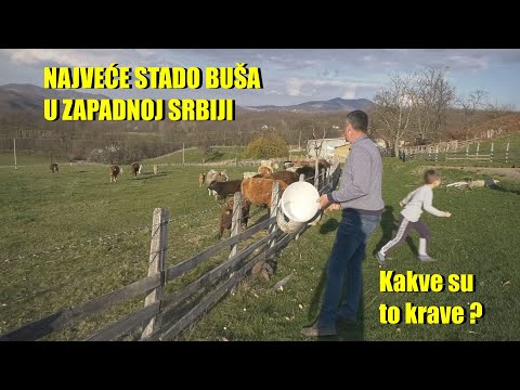 KRAVA KOJA UBIJA ŠAKALE - stara rasa - BUŠA -starija od crkava i džamija  evo kako izgleda uzgoj ...