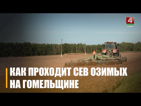 На Гомельщине засеяно 105 000 гектаров озимых культур