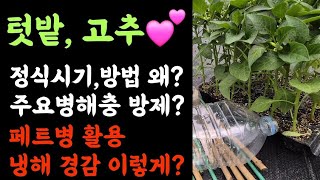 텃밭, 고추????  정식시기, 방법, 왜?????  주요 병해충방제? ???? 페트병 활용 냉해경감 이렇게…
