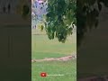 Thamarai Poovukum WhatsApp Status ️Pasumpon