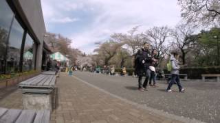 2015-04-09 In the park, Tokyo