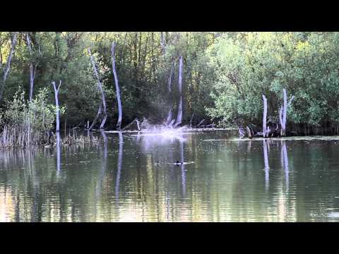 Dave Lane Carp Blog - As the weather warms up, Laney bags one of the St Ives "A Team"