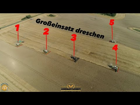 Großeinsatz dreschen! Lohnunternehmer mit 5 Mähdrescher in der Getreideernte 2023 Weizen ernte