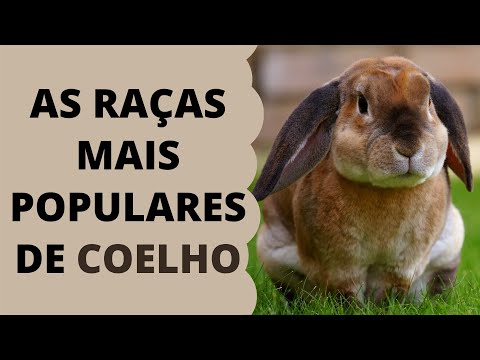 , title : 'Conheça As Raças Mais Populares de Coelho.'