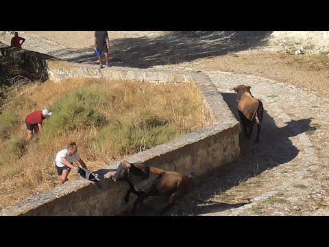 Encierro a Caballo con Toros Bravos Portillo 2022